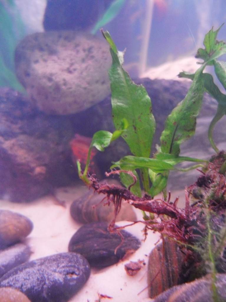 This is my fern; there is also a newt.