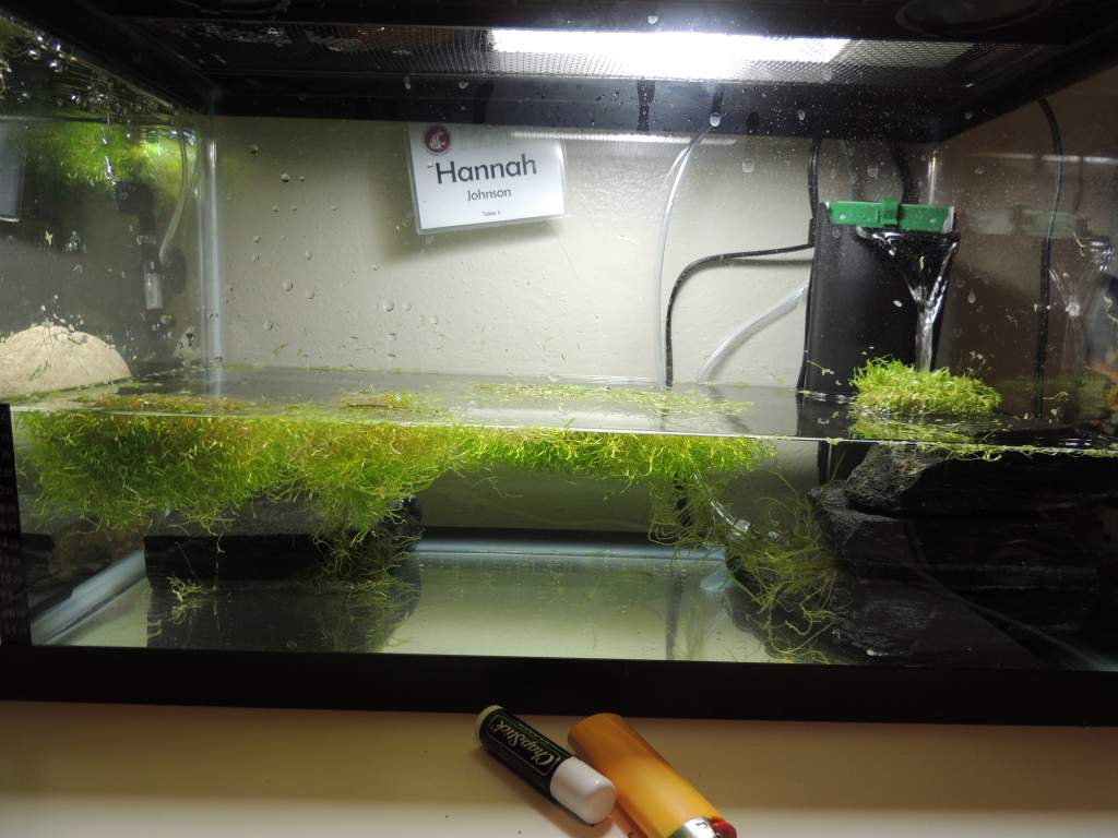 This is my first hatching tank. I have lots of plants for cover, a few rocks (mostly to block the filter and to look more interesting), and the filter