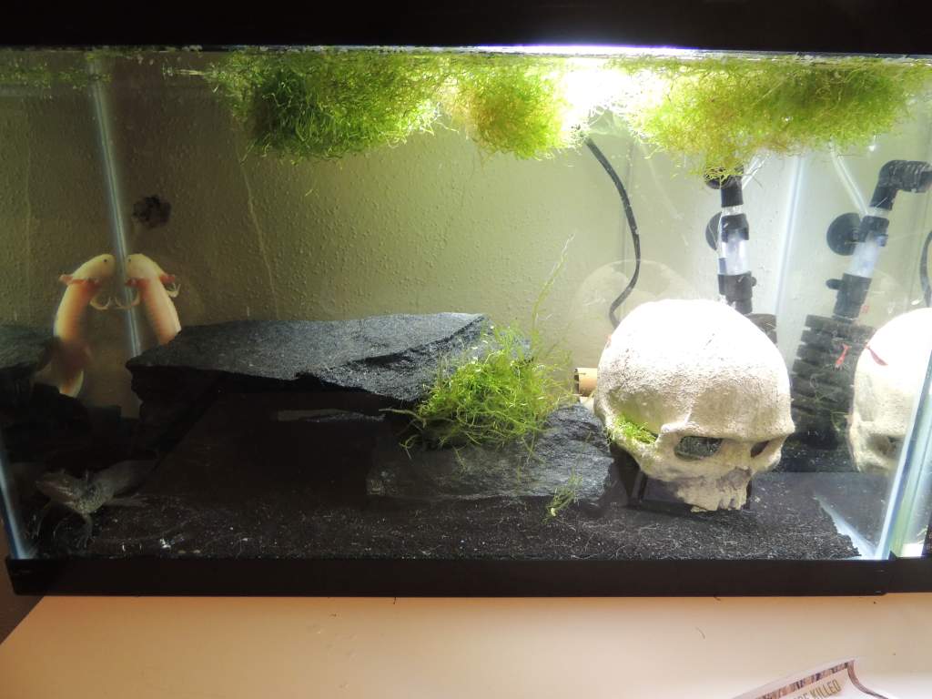 This is my first tank :) Just a simple 10 gallon for my two 6" axies Lucy (far left corner) and Mudkip (close left corner). I have a rock cave and a s