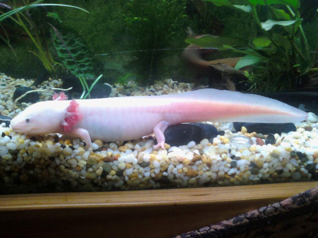 This is my girl pracilla