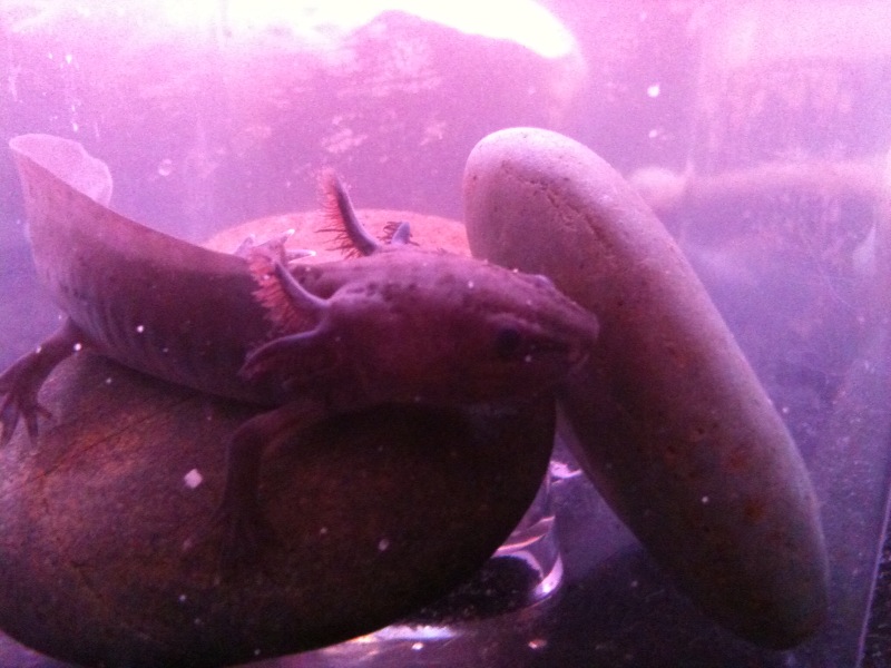 This is my Melanoid as a Juvenile back when I first got him