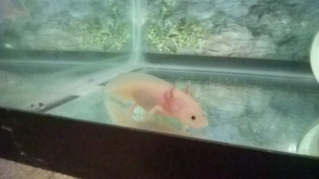 this is my new leucistic!