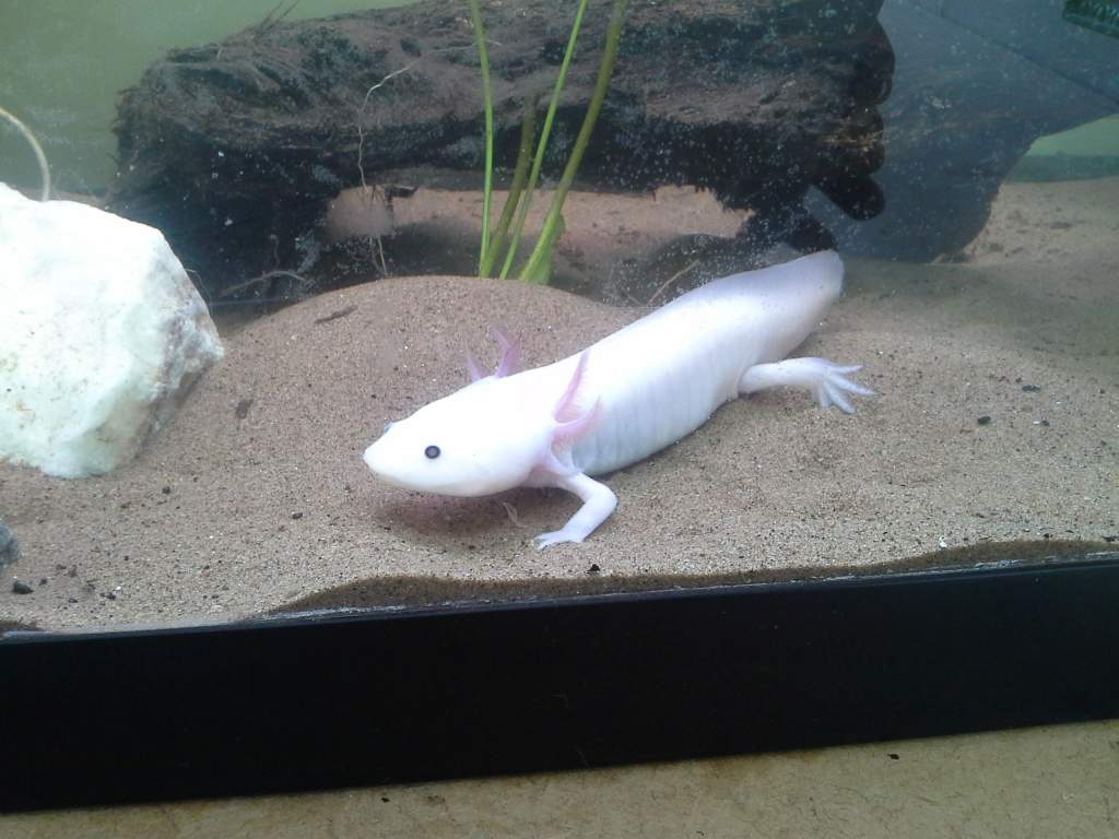 This is my pink axolotl and myself and the reptile shop think he is a boy :) I had to have this fella as he was very alive; swimming about everywhere,