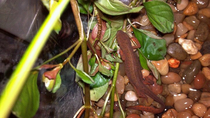 This is my rescued red eft, his name is Weensie. He is my first newt.