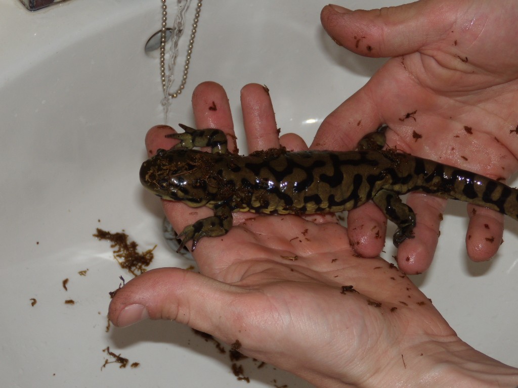 This is my Salamander.. Was wondering if it is a A.M. Diablo or not?