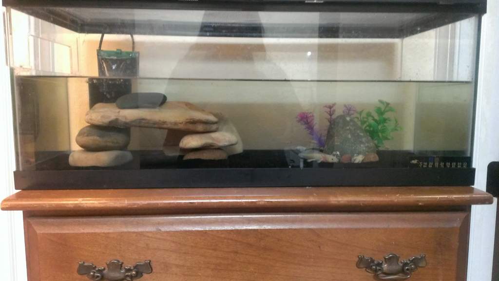 This is my set up for Mixi. I made the hide myself, I'm very proud of it :)