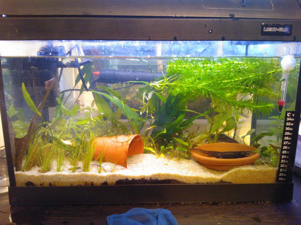 this is new walstad tank for T.verr