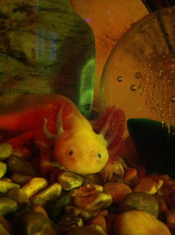 this is one of jhonies babys not sure of sex yet not even a year old yet
