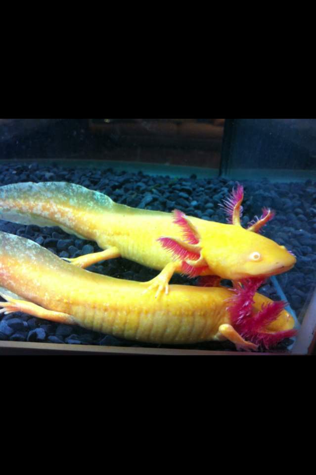 this is one of the earliest pictures i have of Angel (bottom) and Bella (ontop)