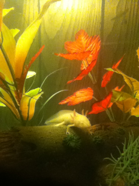 This is Peeta