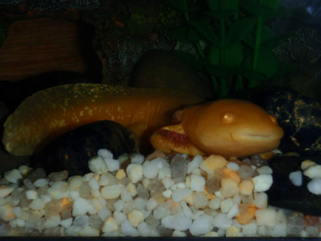 this is pink my first axolotl