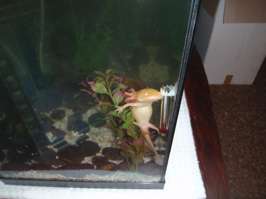 this is prince climbing the palnts