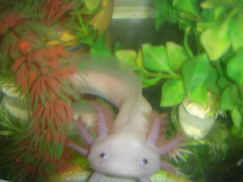 This is Rapid, my smaller male. He is about 15-16 cm (he's really, REALLY fast! hence the name), and is quite finicky. you can see his back leg (the o