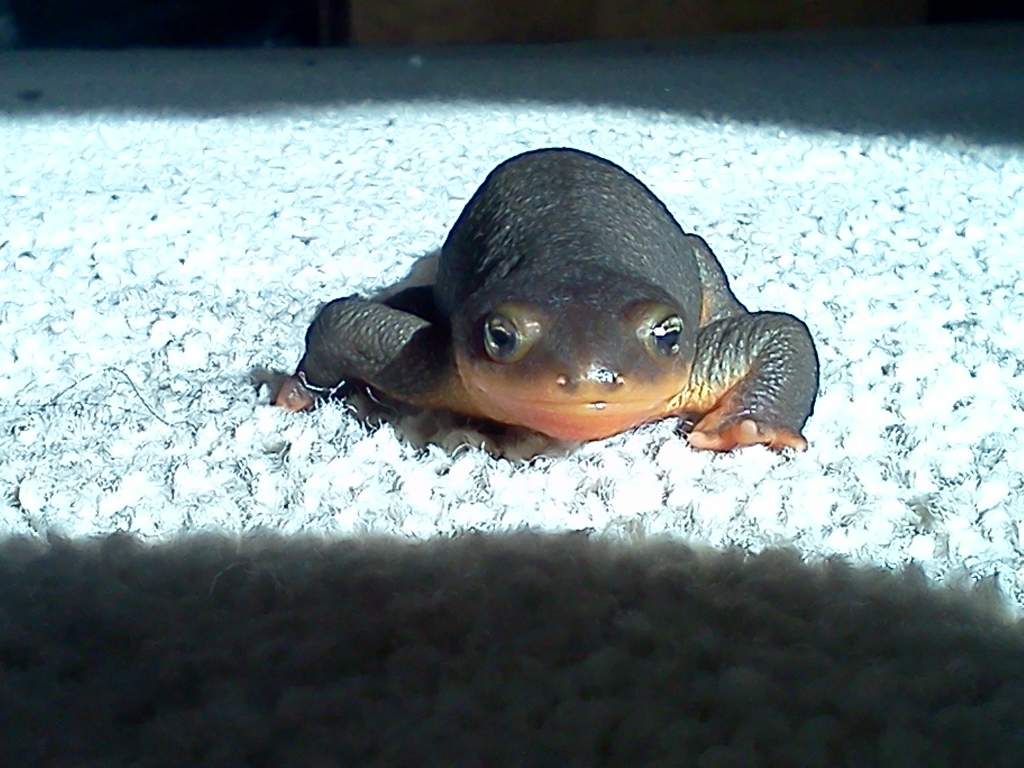 This is Rhino.