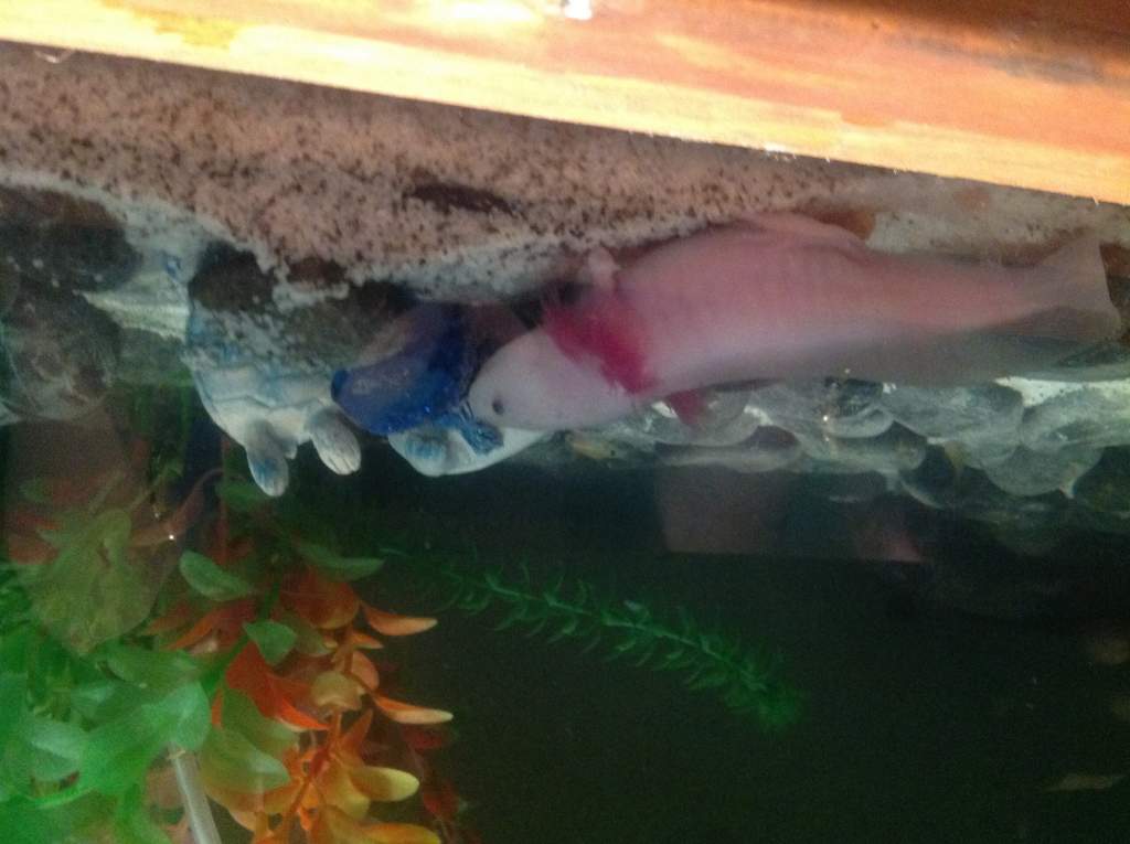 This is Stubbs  I got her on the 17/10/13
