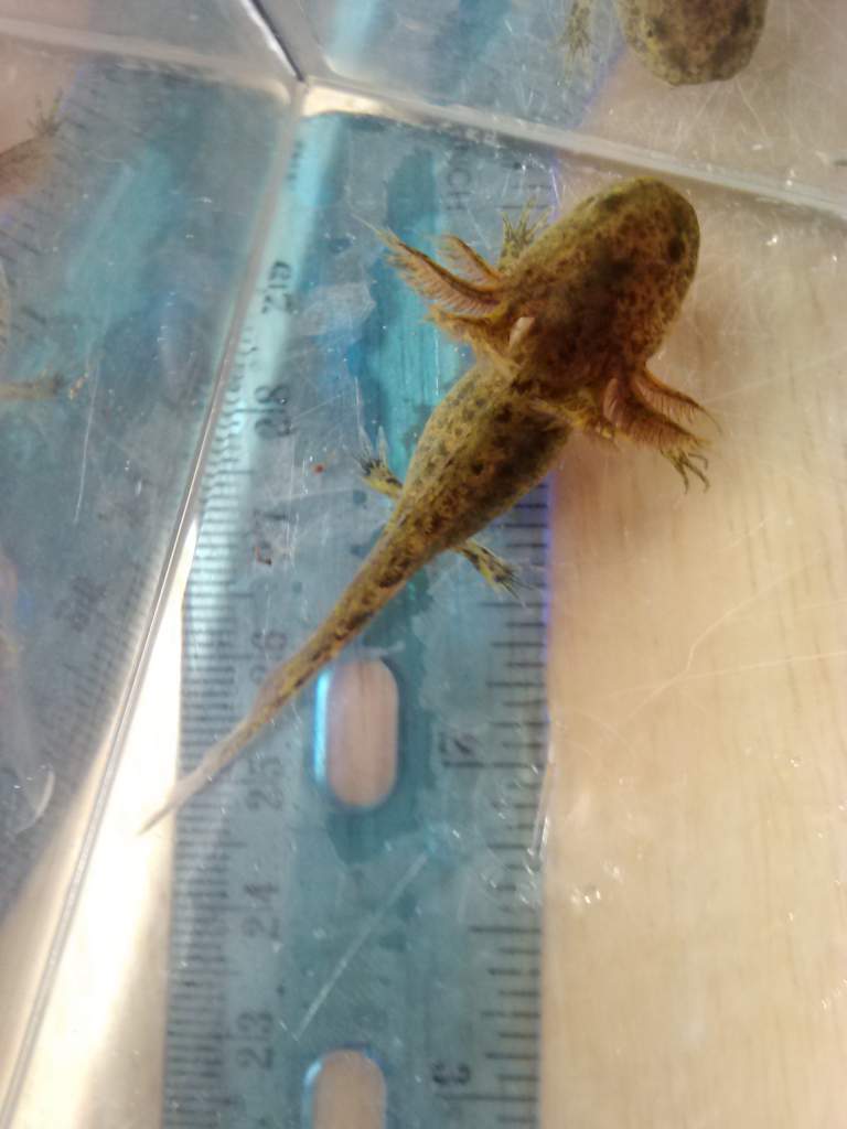 This is stubs because hes stubby
