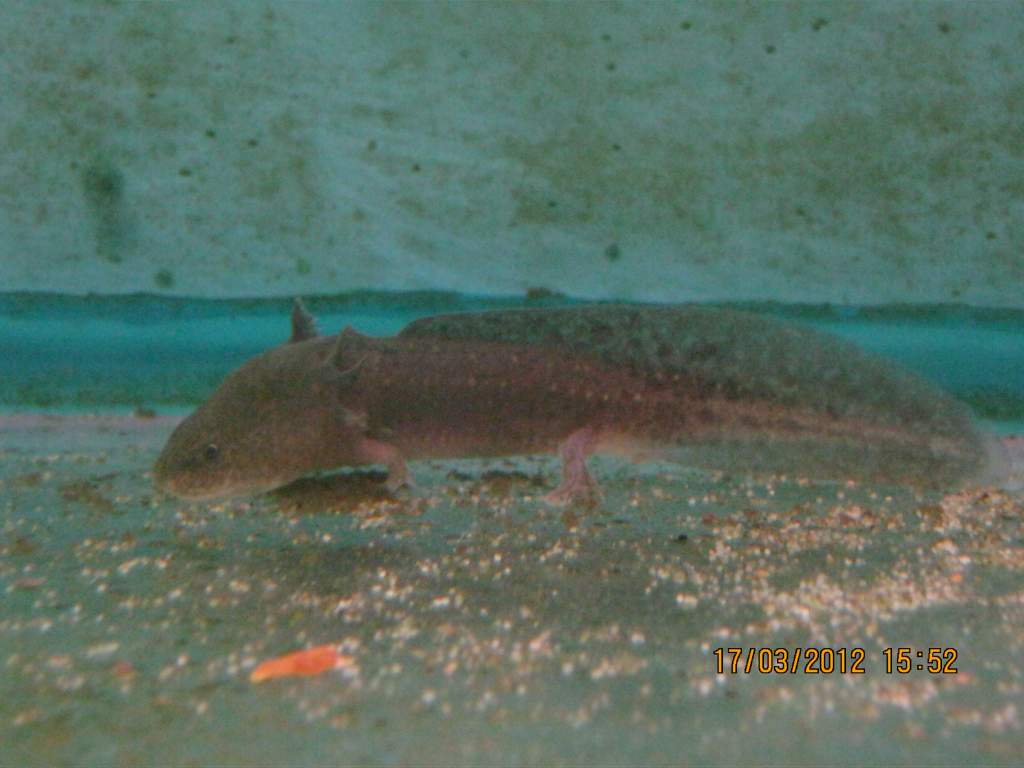 This is the 2nd lotl from the aquarium shot, in what I call a very green tank. Felt sorry for them, just wish I had the money to take them, but they w