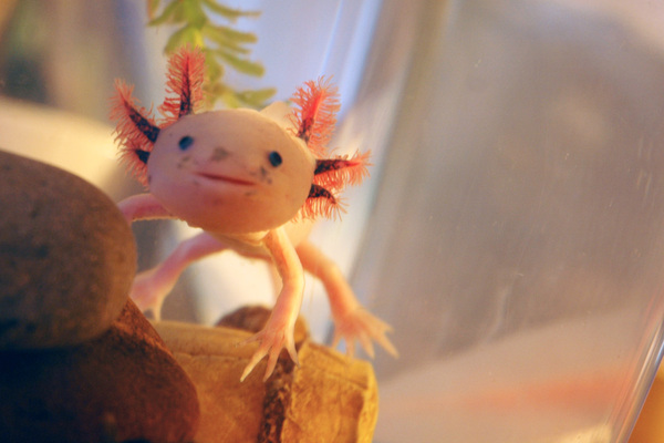 this is the cutest ever... i want the one i get too look just like this <3