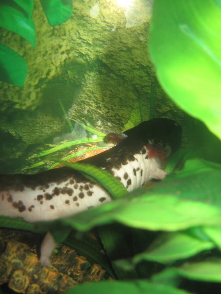 This is the female. Her name is Axoblotl (Blot) - She is around 35cms long