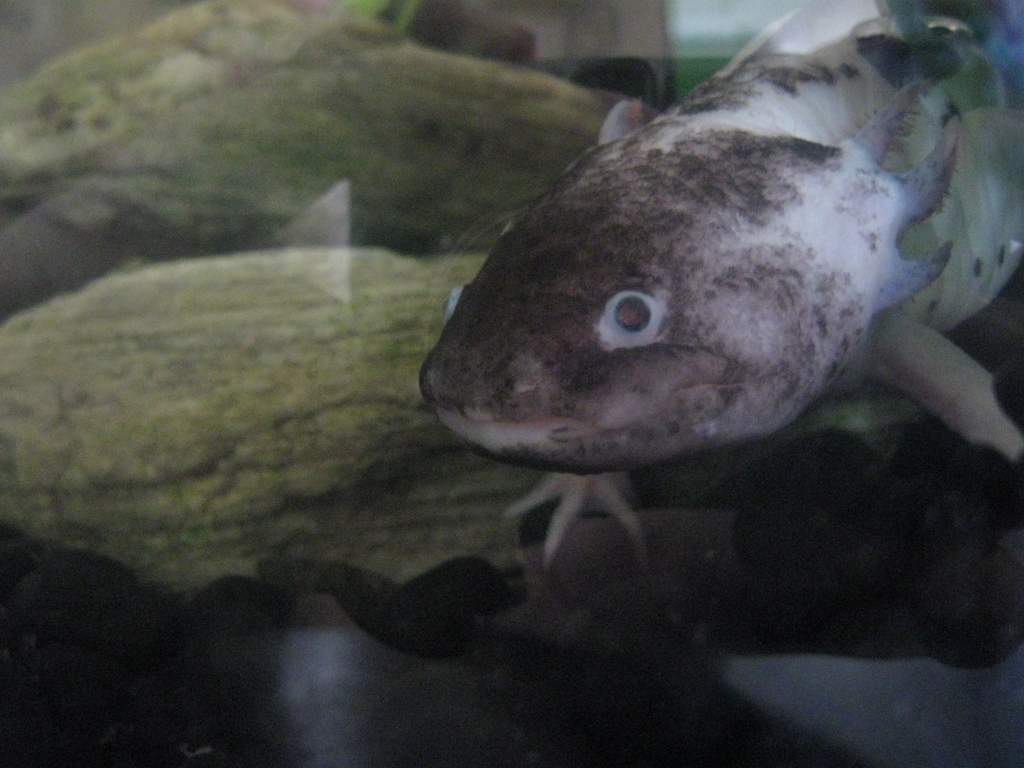 This is the male. His name is Axospotl (Spot) - he is around 25cms. There are no better photos of him at the moment. They are both 9 years old.