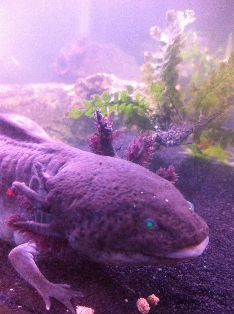 this is the most recent picture with his/her gills shrinking. :(