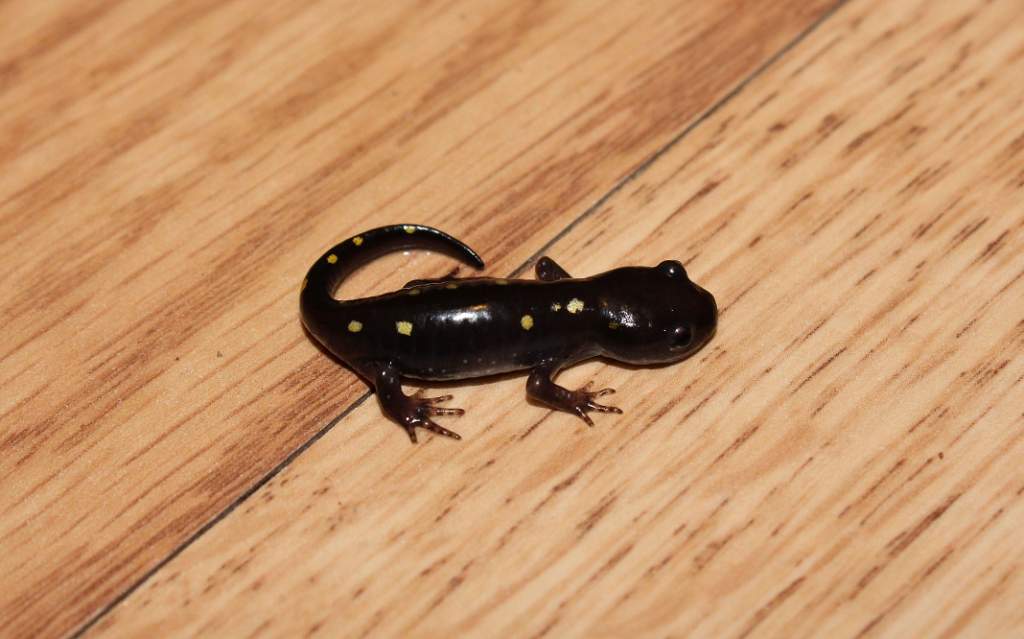 This is the runt.