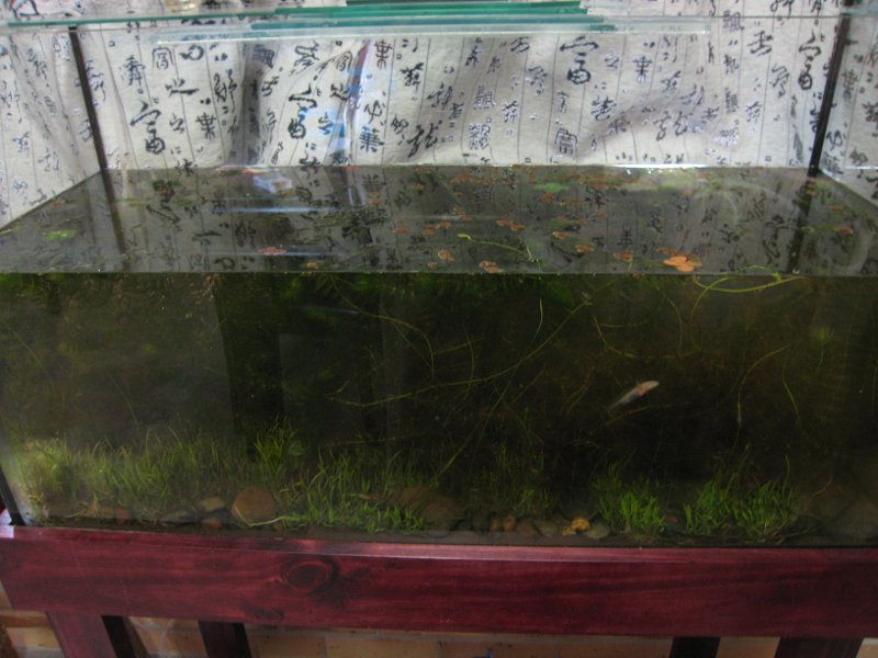 This is the tank a week or two later than the first pictures. I threw in some more weed, the water quality is now crystal clear (and all around zero o