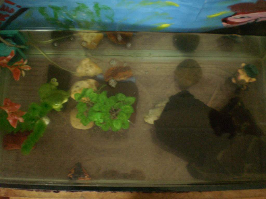 this is the top view of my tank