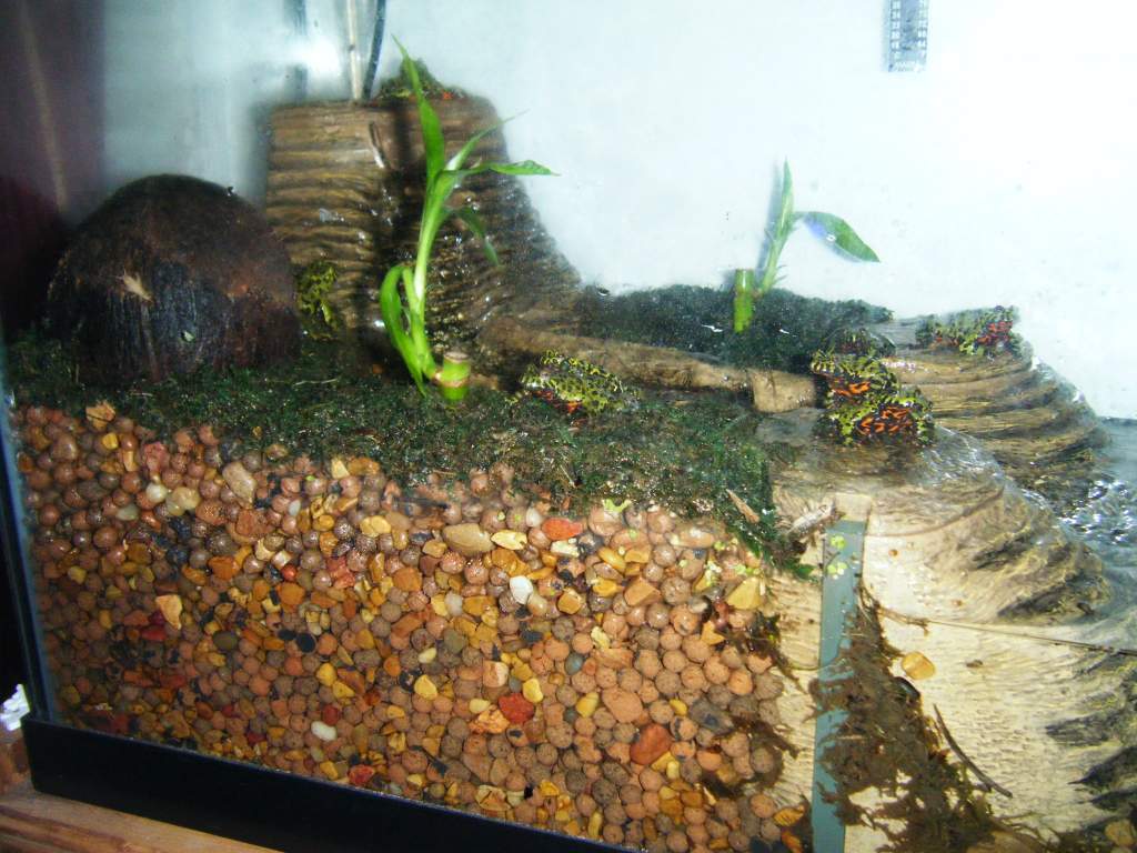 This is the viquarium with one of the two waterfalls installed