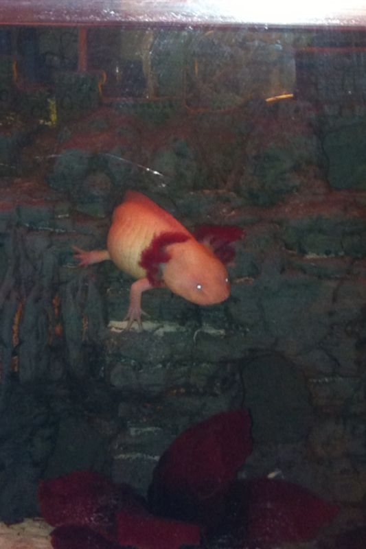 this is there castle they spend all day in it till im home then they all come out to say hi as soon as im home its great