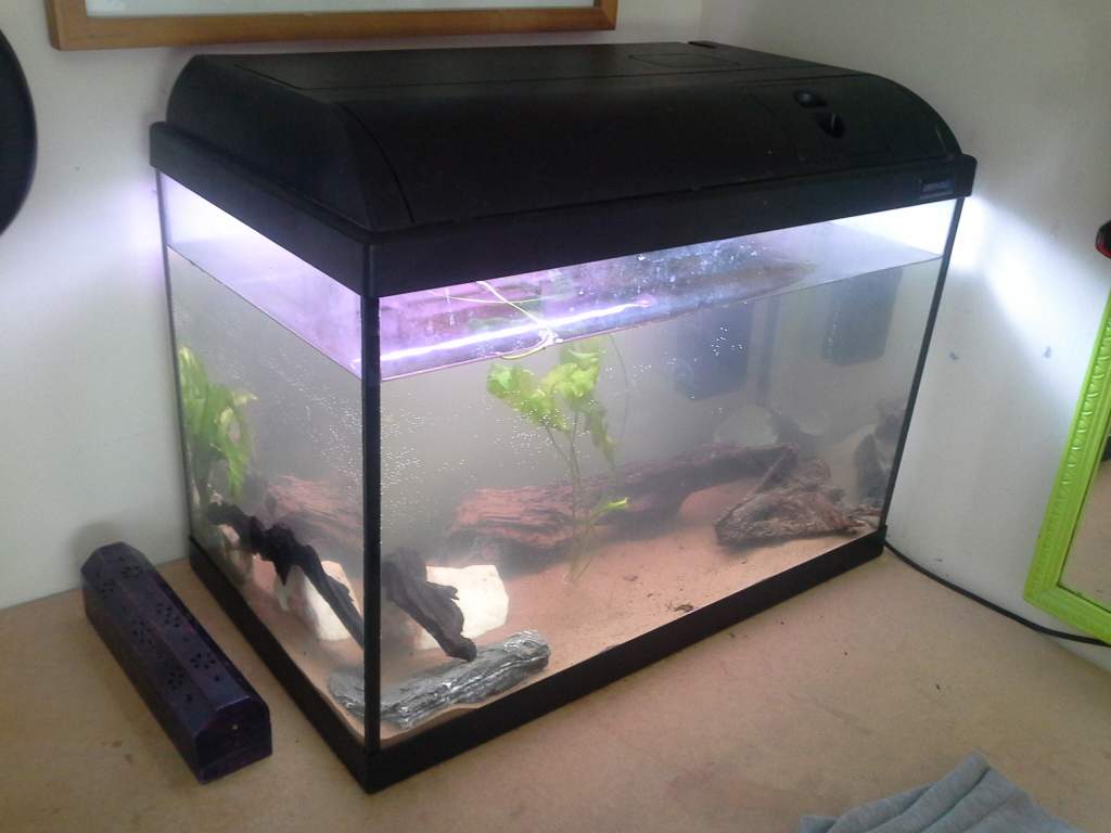 This is there first tank, when I set it up and stared doing all the necessary things to make it perfect for my future axolotls :) I was so excited!! A