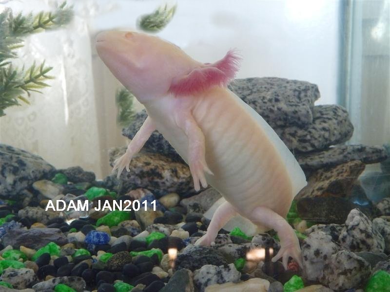 This is Tiny, my daughters Axolotl. Getting confused with all their names this Adam is Tiny!!