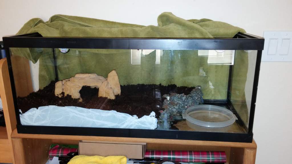 This is what the setup look like and the plastic bag was meant to keep the water out of the dirt but it leaked through anyway. But I dont want to stre