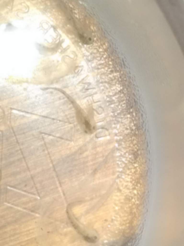 This Lil one's gills were smoothed down when hatched, but perked back up overnight