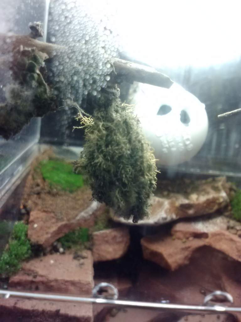 this old man's beard succumed to too much moisture and rotted. The white PVC cap is the humidifier inlet.