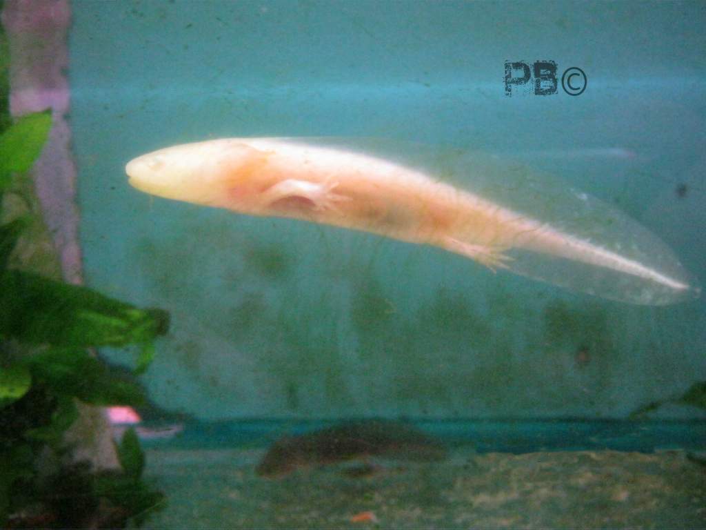 This one we found with 2 others at our local aquarium, can see the 2nd on the tank bottom.