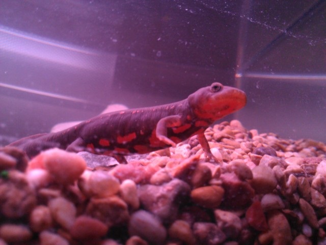 this one wont put that arm down on the ground after him/her got in a fight with a tankmate