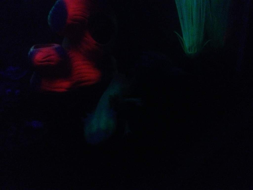 This pic is not the best