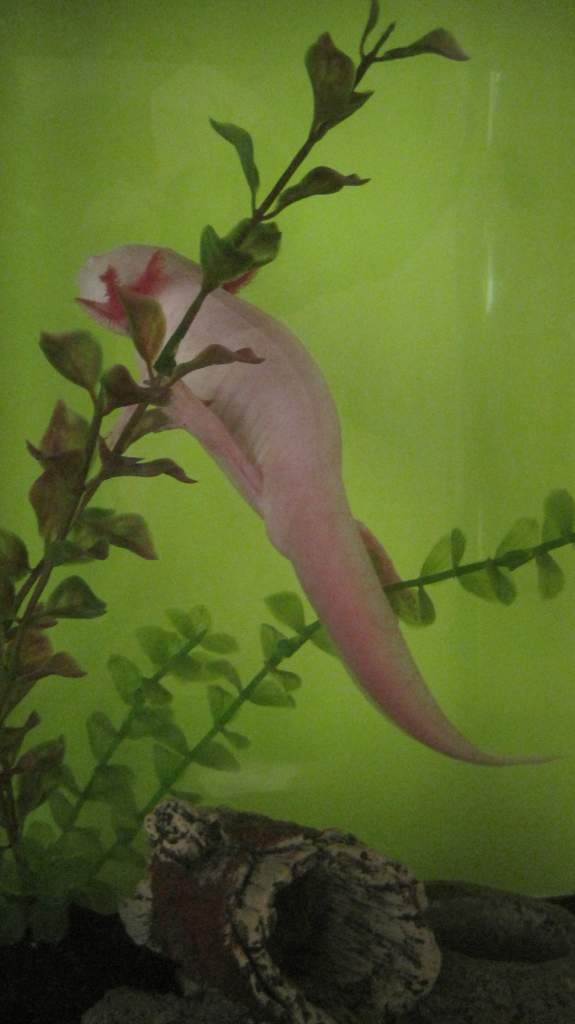 This picture explains the whole "Albino Monkey" thing perfectly! He loves hanging in his plants.