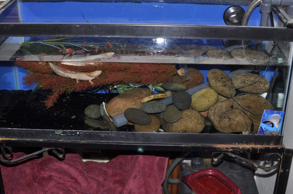 This was my set up when I first started with Axolotls, the albino male is front left.