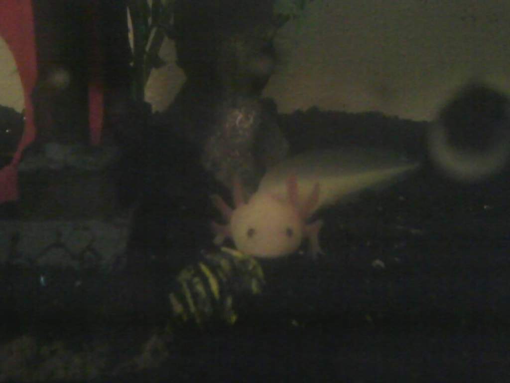 This was Quez when I first got him. He has a large rock/pebble bottom with a padoga to hide in.