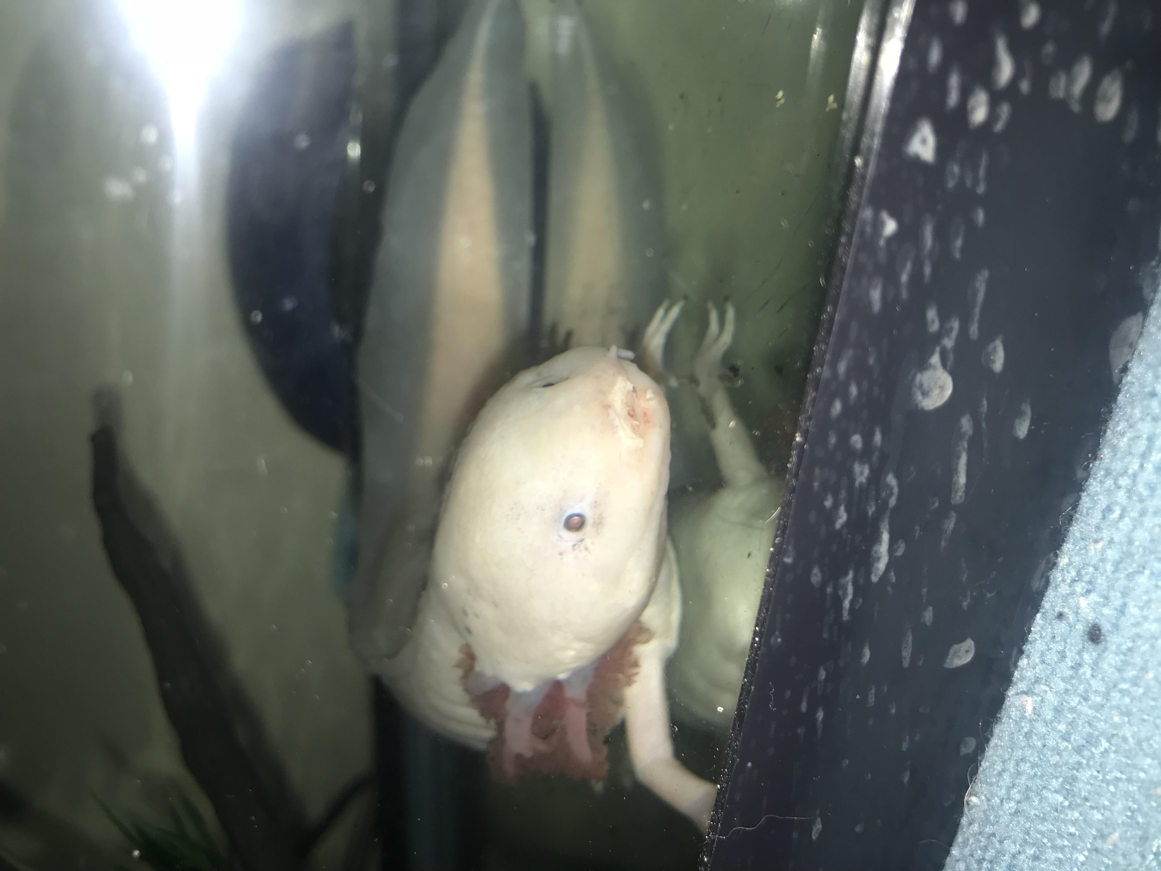 This was the first day I put my axolotle in the tank again. Z