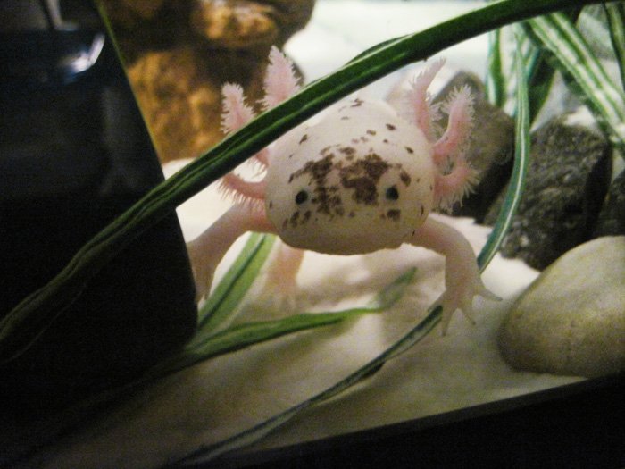 This was the first time I had sand in my tank and maybe the first time for her to touch sand. She didn't move from here for about 15 minutes....LOL.