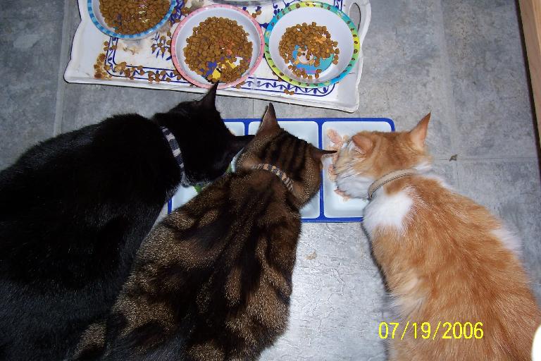 Three Amigos: Behold, the power of tuna.