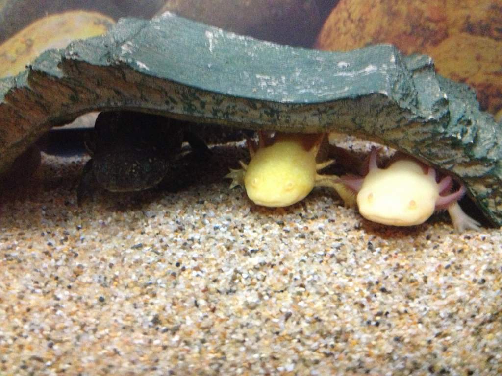 three best friends