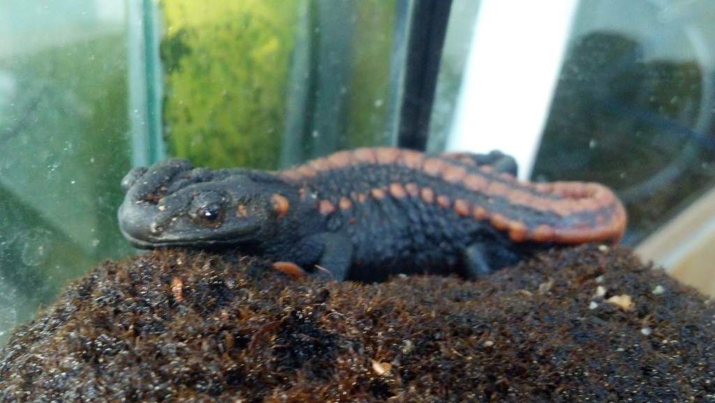 Three Kweichownesis Newts are kept in a 60 gallon aquarium 45% being aquatic and the land portion have moss covered ground with several hiding spots. 