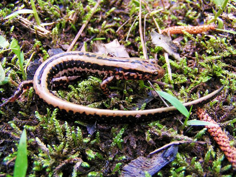 Three-lined Salamander (Eurycea guttolineata)