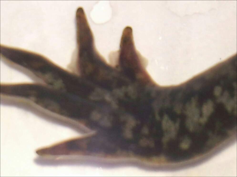Three toes red tinge. White parts possibly loose skin?
