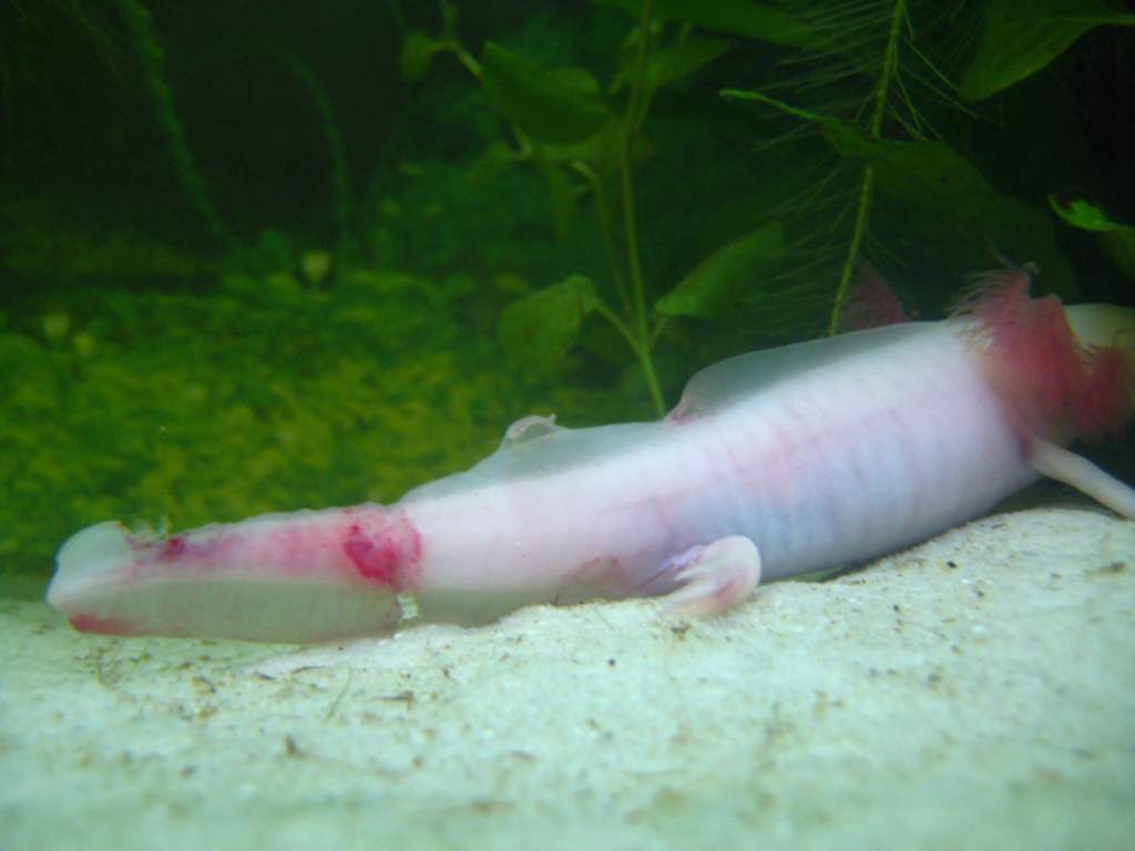Thursday, 4th of October 2012.
His loose dorsal fin finally fell of!