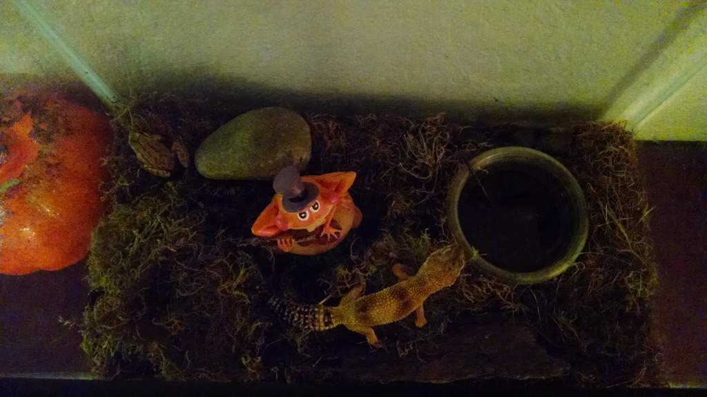 Tiger Gecko/Frog top view